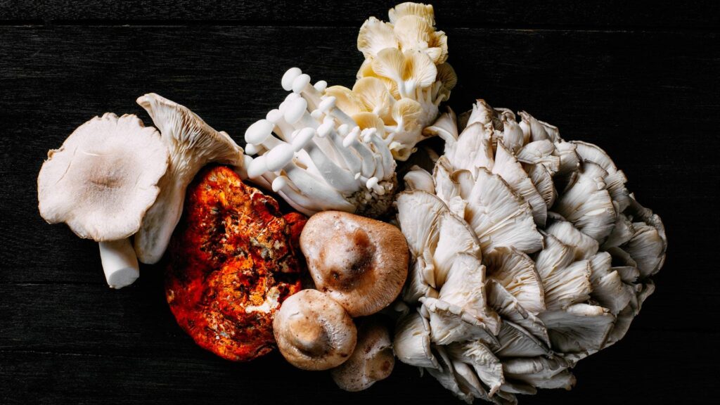 15 种蘑菇（菌类）及其烹饪方法
