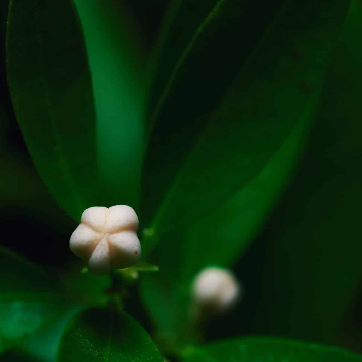 White Aspen 果 